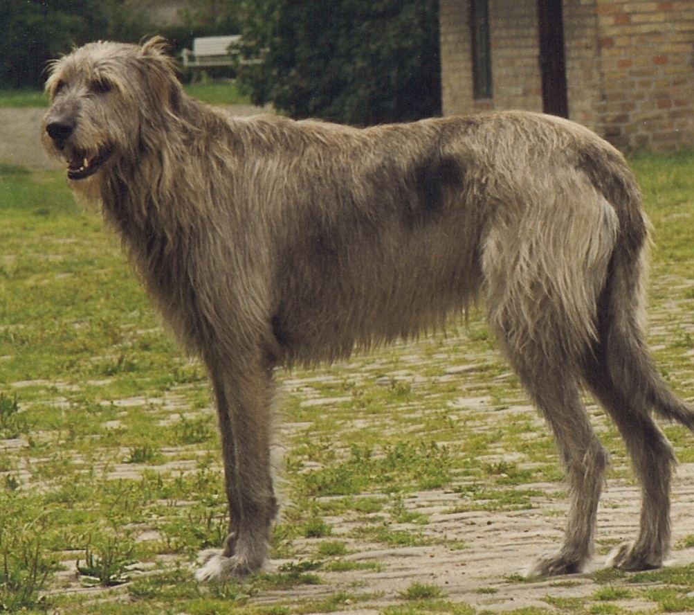 Irish Wolfhound