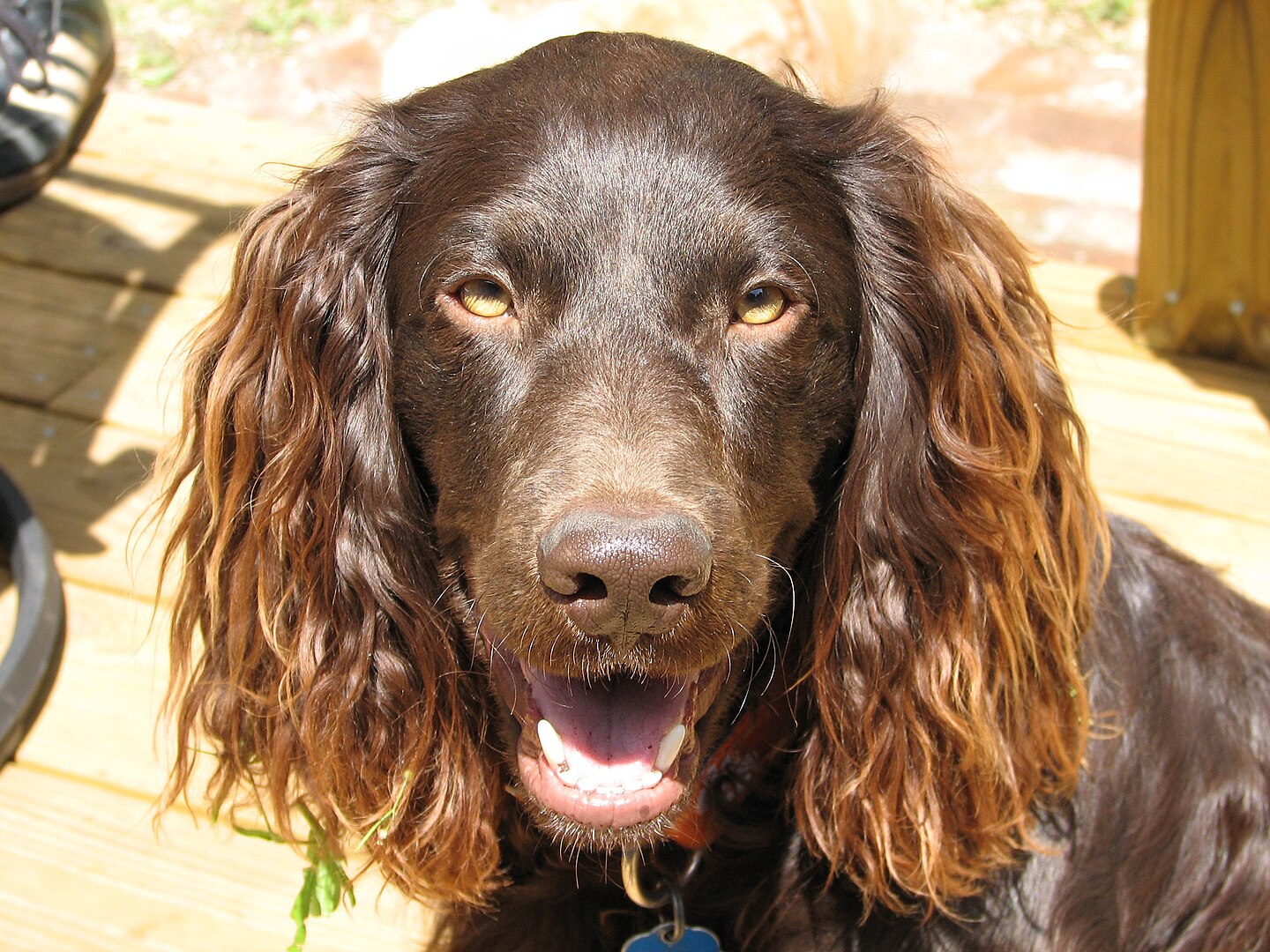 Boykin Spaniel dog