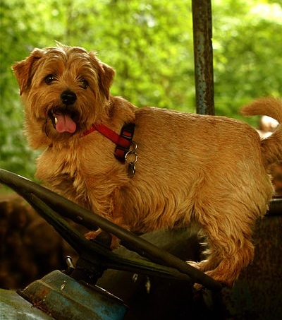Norfolk Terrier dog