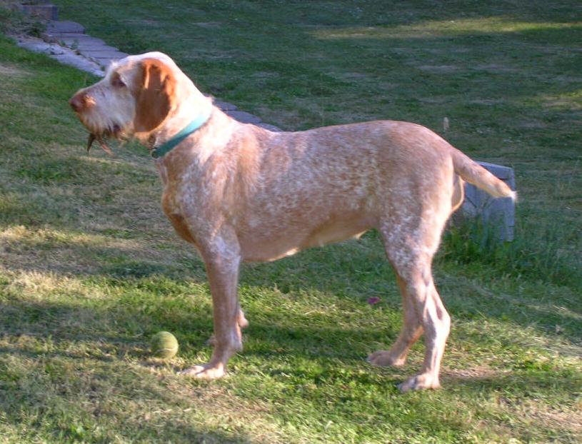 Spinone Italiano dog